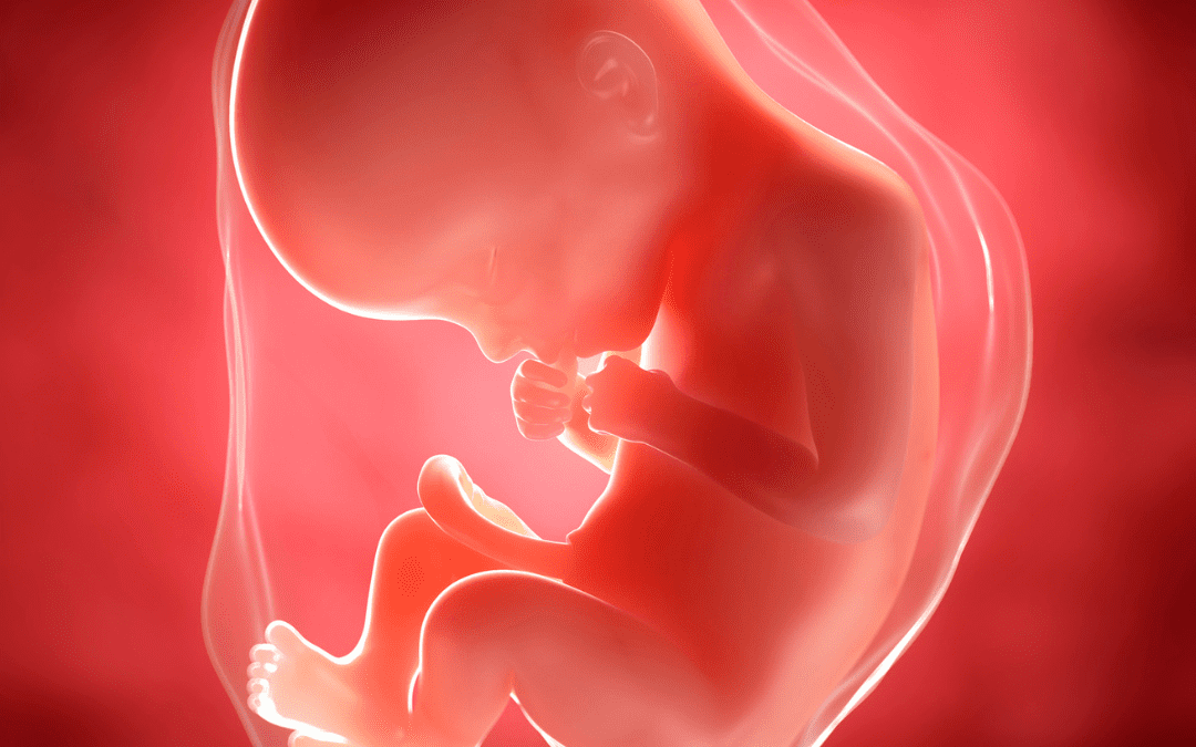 ¿Cuál es la función principal de la placenta?