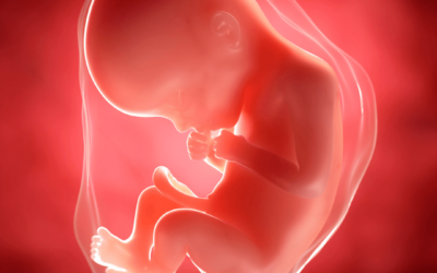¿Cuál es la función principal de la placenta?